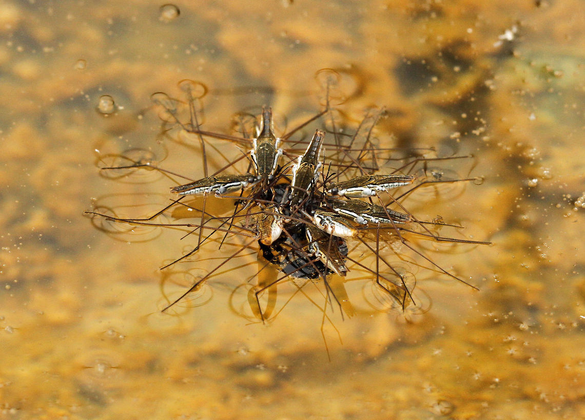 Pond skaters feasting on a bee I have never seen anything quite like it! Dozens of these bugs were eating a dead bee in the water. Doubt if this is the correct identification but it was the closest I could get on Wiki and I really do not know what the tiny bug is on one of the legs to the right! Aquarius remigis,Aquatic insects,Common Water Strider,Common water strider,Geotagged,Gerris remigis,Insects,South Africa,south africa