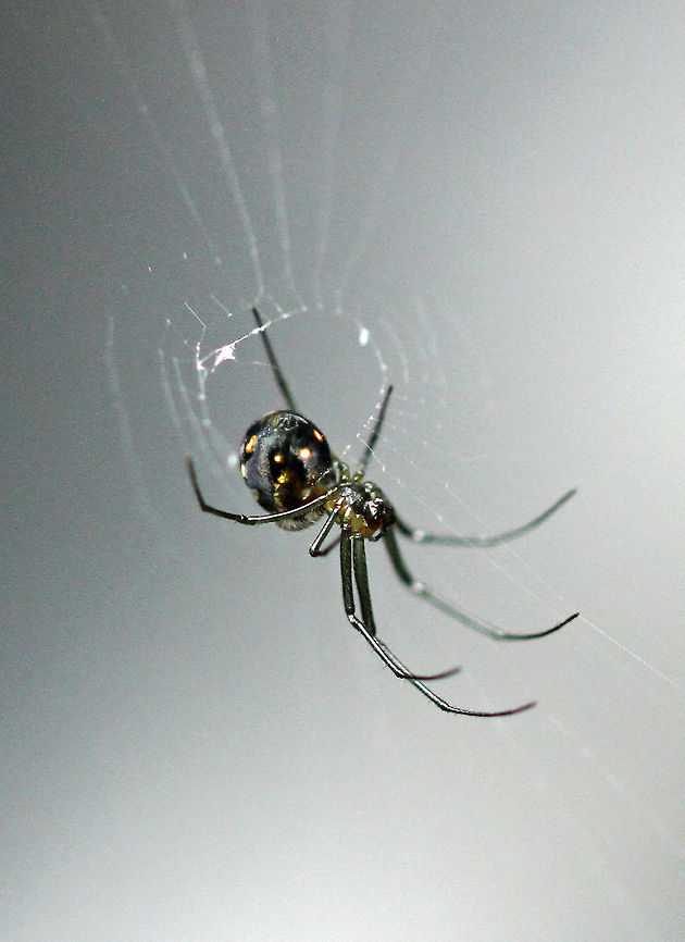 Scary spider?  Geotagged,Leucauge thomeensis,Leucauge venusta,Orchard spider,Red-spotted marsh spider,South Africa