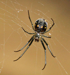 Spider, another view  Geotagged,Leucauge thomeensis,Leucauge venusta,Orchard spider,Red-spotted marsh spider,South Africa