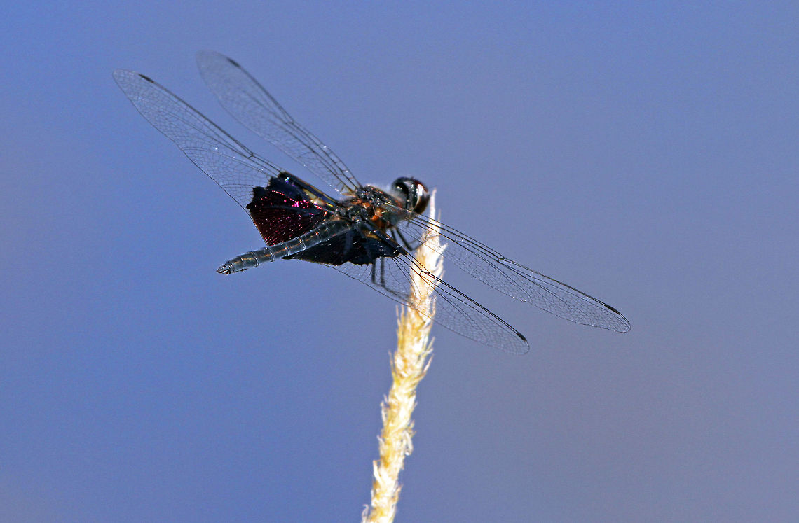 The Phantom Flutterer One of the most beautiful things I have ever seen and a lucky find this morning! Geotagged,Rhyothemis semihyalina,South Africa,dragonflies,south africa