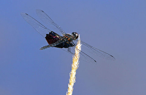 The Phantom Flutterer One of the most beautiful things I have ever seen and a lucky find this morning! Geotagged,Rhyothemis semihyalina,South Africa,dragonflies,south africa