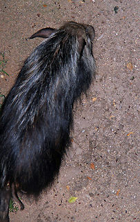 Bush Pig A surprise visitor to my house last night! I heard a loud chomping before it set off the security light. Sorry about the angle, taken from the balcony.  Bushpig,Geotagged,Potamochoerus larvatus,South Africa,south africa