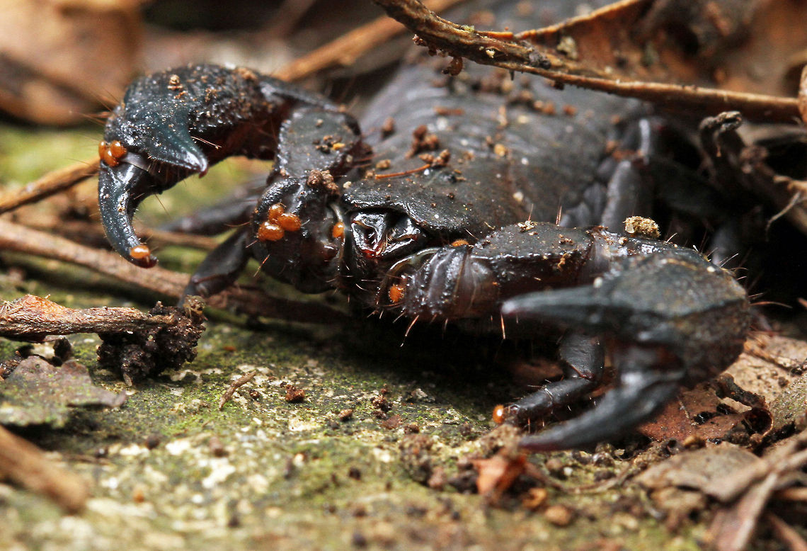 Black rock scorpion Opisthacanthus capensis if my ID is correct. This one was covered in these tiny little mites which I presume keep them clean.<br />
Thin-tailed scorpions such as this one are not so venomous as their thick-tailed cousins and are prolific in my area often entering the house, but we have discovered that they hate lavender, so we have it planted everywhere.  Geotagged,Opisthacanthus capensis,Scorpions,South Africa