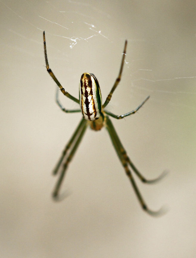 Silver Marsh Spider (top view) The best ID I can get on this now is the Festive marsh Spider Geotagged,Lavenderi's Marsh Spider,Leucauge lavenderi,South Africa,south africa,spiders
