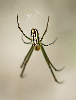 Silver Marsh Spider (top view) The best ID I can get on this now is the Festive marsh Spider Geotagged,Lavenderi's Marsh Spider,Leucauge lavenderi,South Africa,south africa,spiders