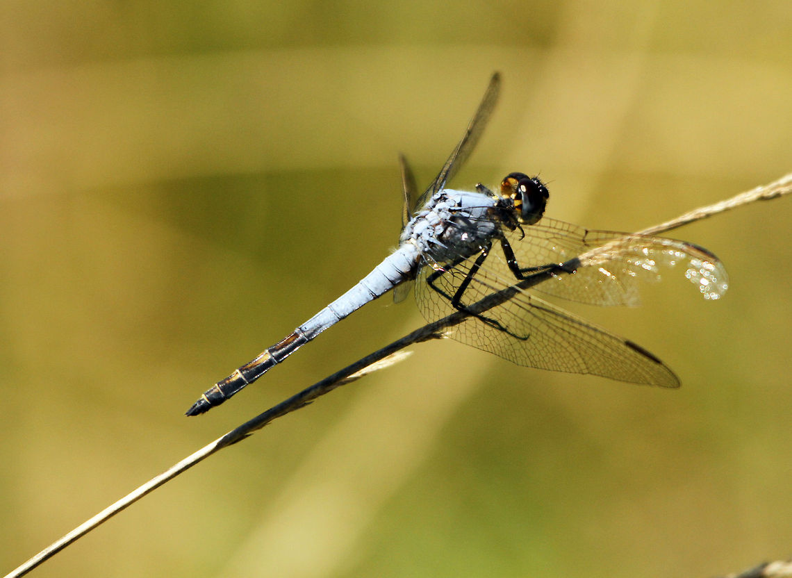 Black-tailed skimmer (Nesciothemis farinosa)  Geotagged,Nesciothemis farinosa,South Africa,Summer,dragonflies