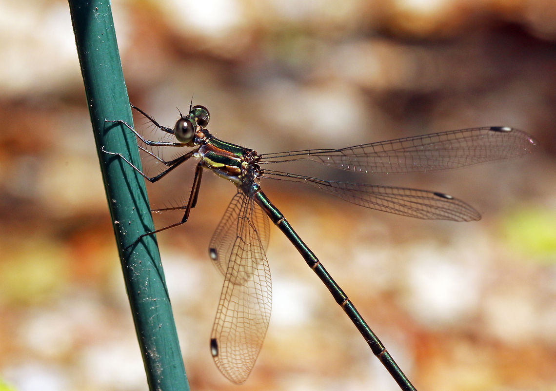 Mountain Malachite A slightly clearer shot Chlorolestes fasciatus,Damselflies,Dragonflies,Geotagged,Mountain Malachite,South Africa,Summer