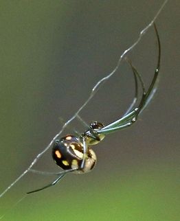 That Spider Another one of that spider I cannot ID Geotagged,Leucauge thomeensis,Leucauge venusta,Orchard spider,Red-spotted marsh spider,South Africa,spiders