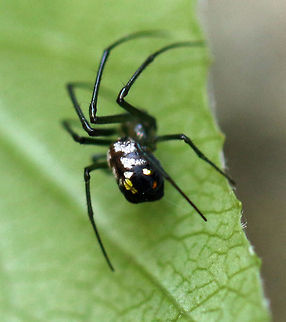 Unidentified spider  4  Geotagged,Leucauge thomeensis,Red-spotted marsh spider,South Africa,Summer