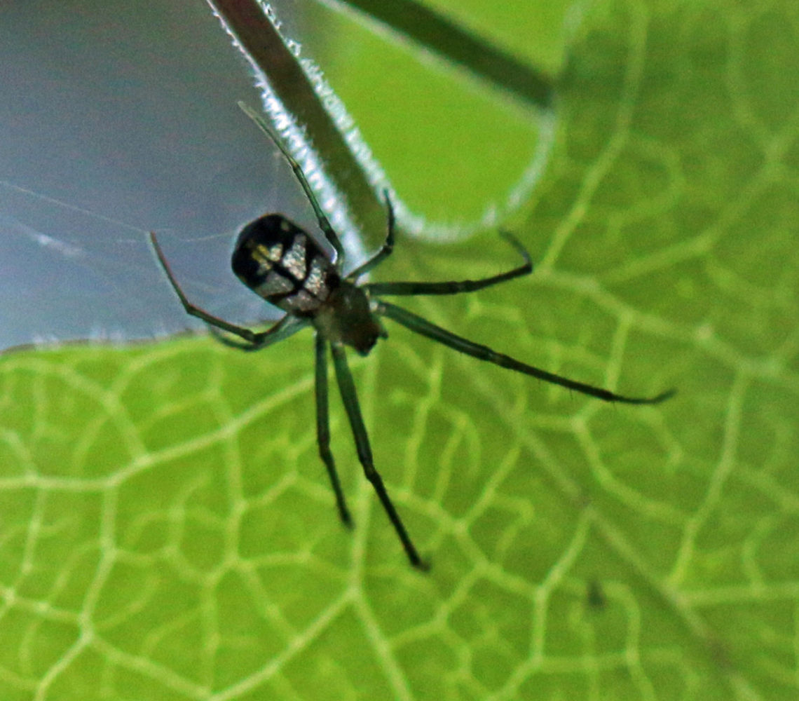 Unidentified spider 5  Geotagged,Leucauge thomeensis,Red-spotted marsh spider,South Africa,Summer