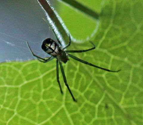 Unidentified spider 5  Geotagged,Leucauge thomeensis,Red-spotted marsh spider,South Africa,Summer
