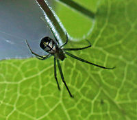 Unidentified spider 5  Geotagged,Leucauge thomeensis,Red-spotted marsh spider,South Africa,Summer