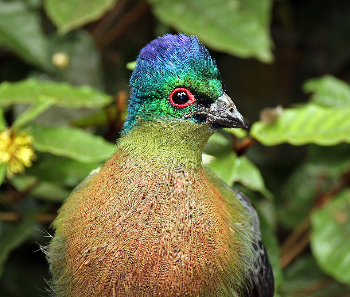Purple-crested turaco portrait After years of trying to get a decent shot of this elusive bird, he unexpectedly sat and posed! I think it was probably a sort of &#039;OK, take your photo, now stop chasing me all over the forest..leave me alone!&#039; Birds,Geotagged,Louries,South Africa,Turacos