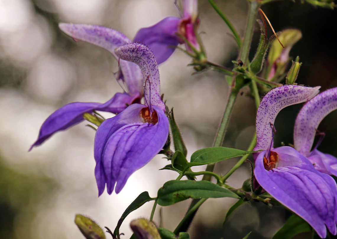 Giant or Tropical Salvia Despite its name it is not part of the Salvia family! Brillantaisia cicatricosa,Geotagged,Giant salvia,South Africa,flowers,plants