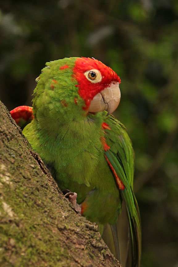 Red-masked conure  Geotagged,Psittacara erythrogenys,Red-masked Parakeet,South Africa,birds,parrots