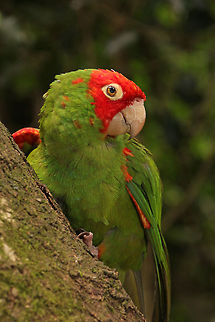 Red-masked conure  Geotagged,Psittacara erythrogenys,Red-masked Parakeet,South Africa,birds,parrots