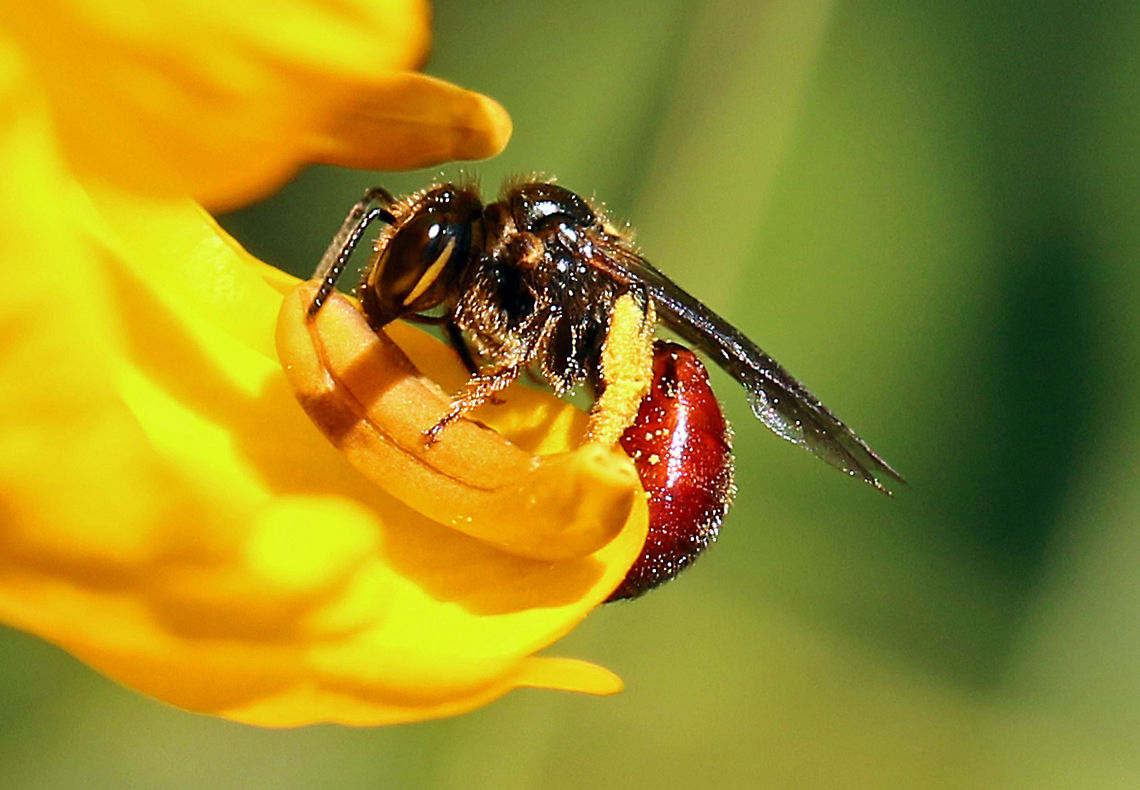 Carpenter bee ) These tiny little bees (7mm) do not make honey but are great pollinators. Allodapula variegata,Bees,Carpenter bees,Geotagged,Macro,South Africa,hymenoptera,insects