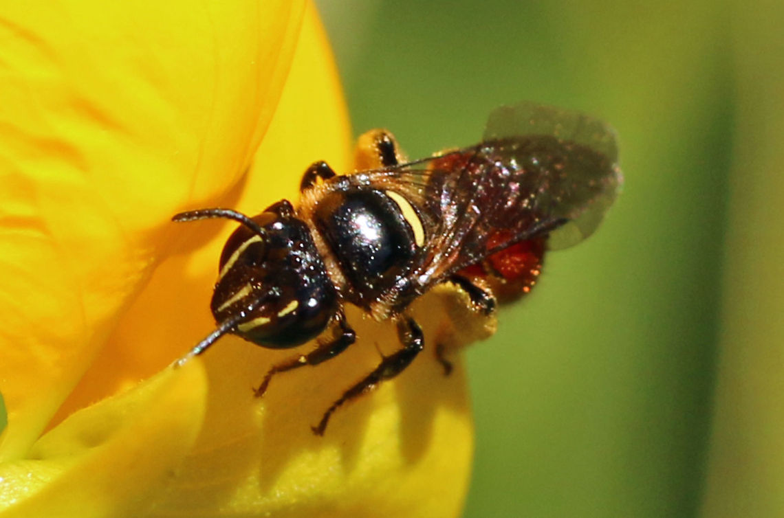 Allodapula variegata (top view)  Allodapula variegata,Geotagged,South Africa,bees,insects
