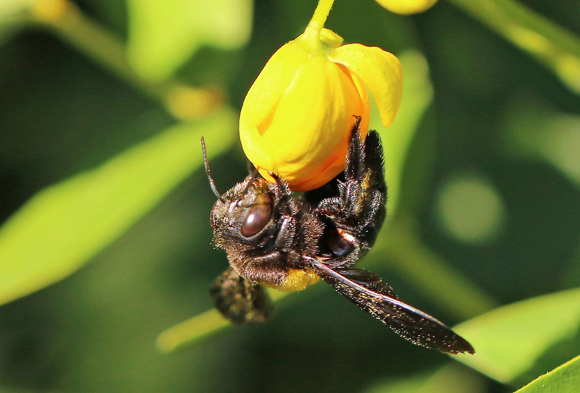 Carpenter bee Quite large this one, about 24mm Geotagged,Insects,South Africa,Xylocopa caffra,bees,carpenter bee,south africa