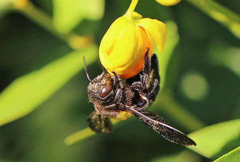 Carpenter bee Quite large this one, about 24mm Geotagged,Insects,South Africa,Xylocopa caffra,bees,carpenter bee,south africa