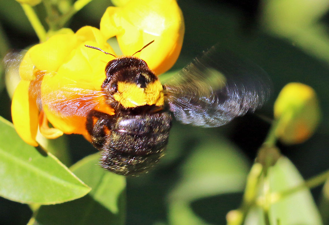 Carpenter bee (female)  Geotagged,South Africa,Xylocopa caffra,bees,carpenter bees,insects