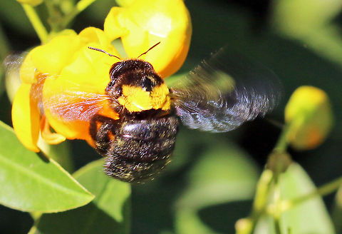 Carpenter bee (female)  Geotagged,South Africa,Xylocopa caffra,bees,carpenter bees,insects