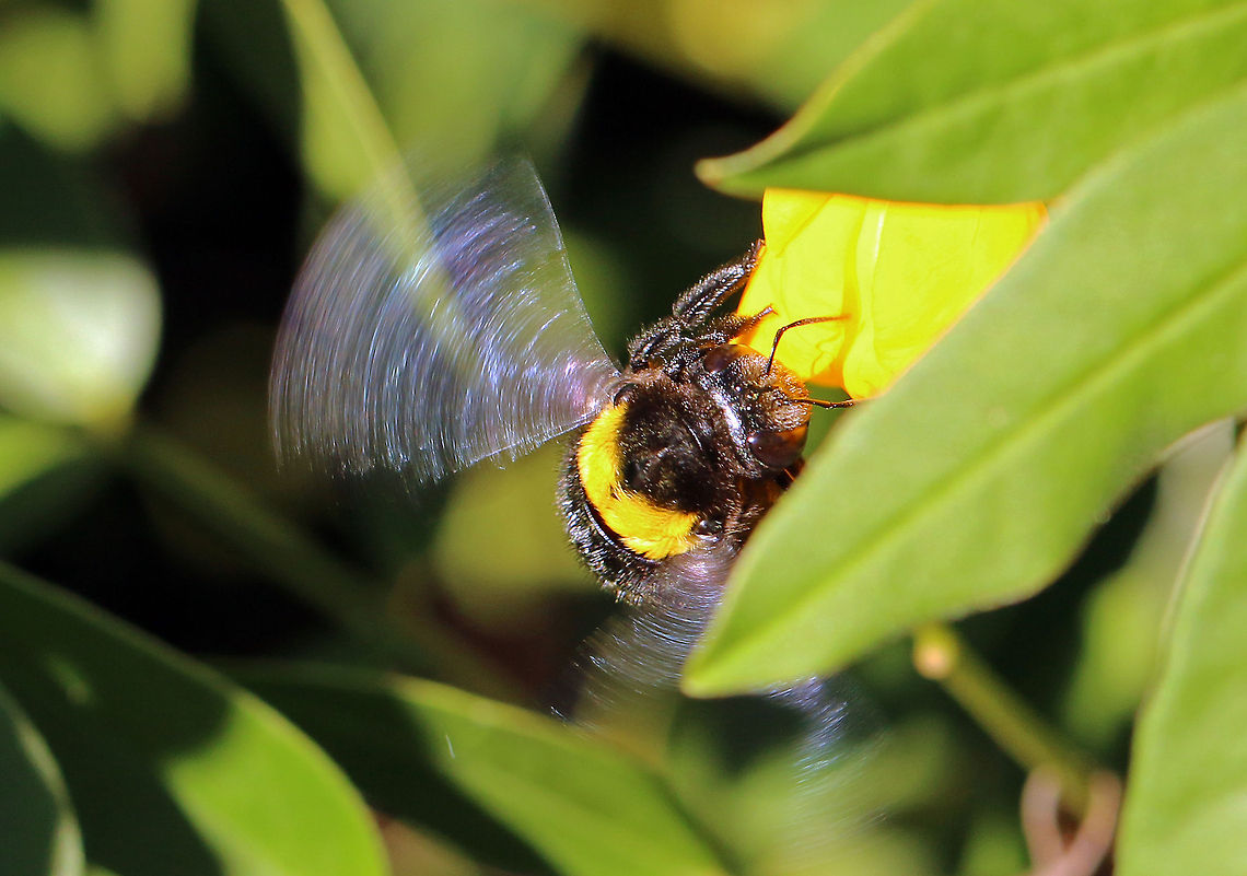 Carpenter bee  Geotagged,South Africa,Xylocopa caffra,bees,carpenter bees,insects,south africa
