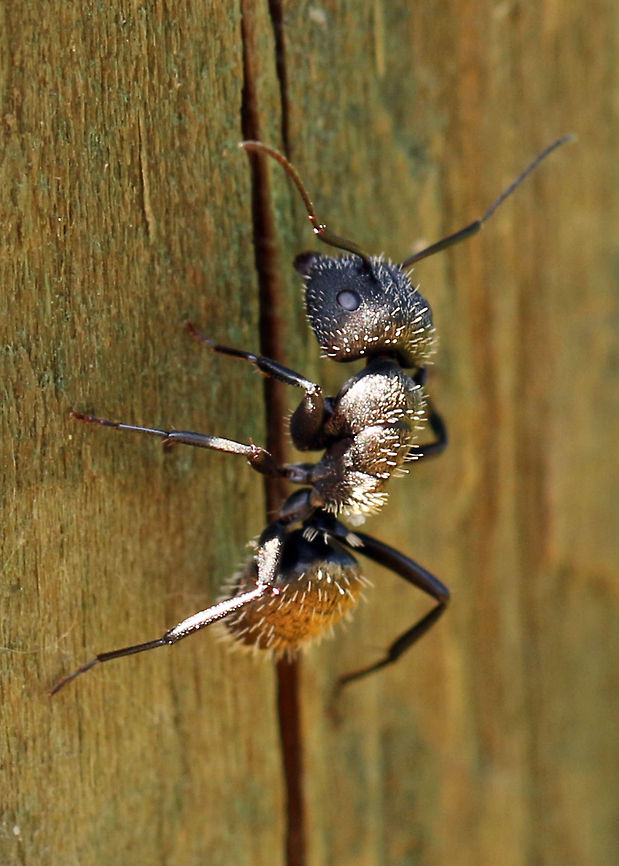 Ant (Camponoyus niveosetosus) A rather large ant, well over 10mm. Very odd! Camponoyus niveosetosus irredux,Geotagged,South Africa,ants,insects