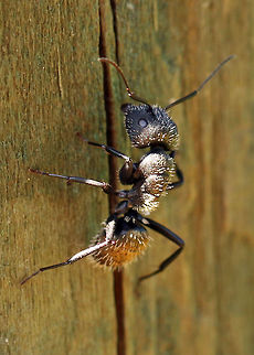 Camponoyus niveosetosus irredux