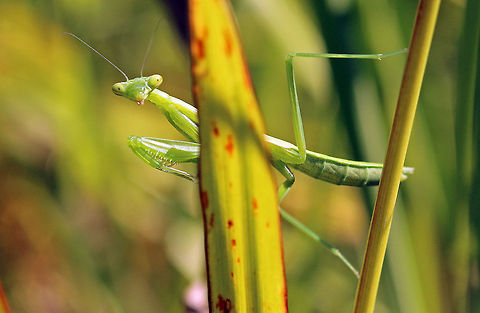 Juvenile South African Praying Mantis About 40mm long Geotagged,Miomantis caffra,South Africa,insects,mantids,south africa