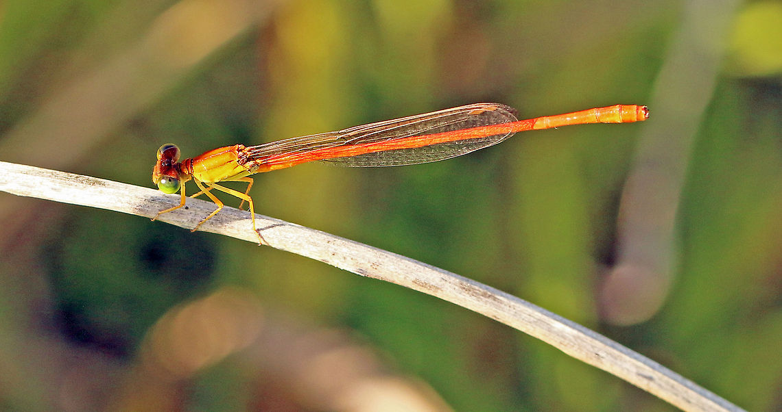 Common Orange Damselfly  Ceriagrion glabrum,Geotagged,South Africa,damselflies,insects