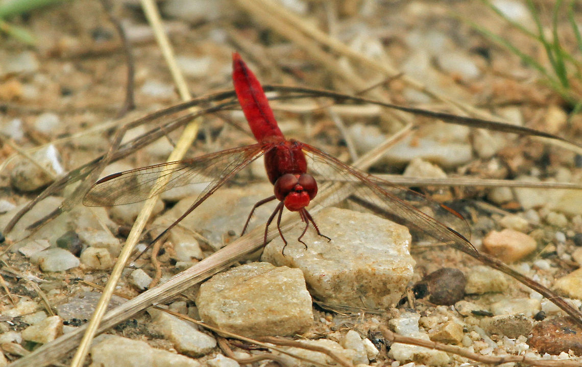 Red Basker I don&#039;t think I have ever seen anything quite so red! Geotagged,South Africa,Urothemis assignata,dragonflies,insects,south africa