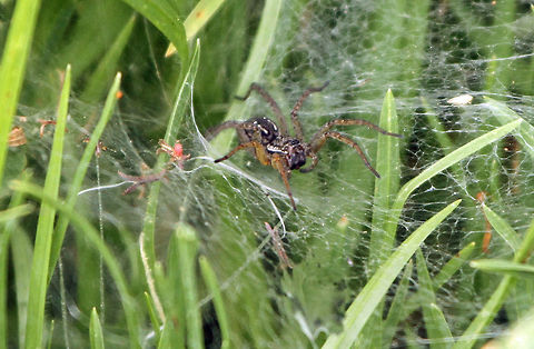 Common grass funnel-web spider (Olorunia ocellata) There are literally hundreds of these in my area, wherever there is grass, these guys will build their webs. In the morning dew it is really quite stunning Common grass funnel-web spider,Geotagged,Olorunia ocellata,South Africa,Summer,south africa,spiders