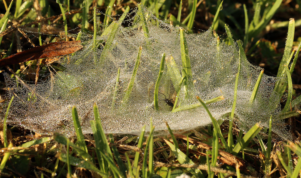Dew covered web of the Grass Funnel-web spider  Common grass funnel-web spider,Geotagged,Olorunia ocellata,South Africa,Summer,south africa,spiders,webs