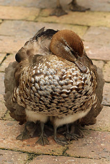 Six legged duck?? She is actually sitting on 4 babies, but you can only see the feet of two. Australian Wood Duck,Chenonetta jubata,Geotagged,South Africa,maned goose