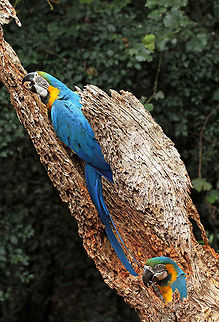 Blue and Golds emerging from their nest  Ara ararauna,Birds,Blue-and-Yellow Macaw,Geotagged,Parrots,South Africa