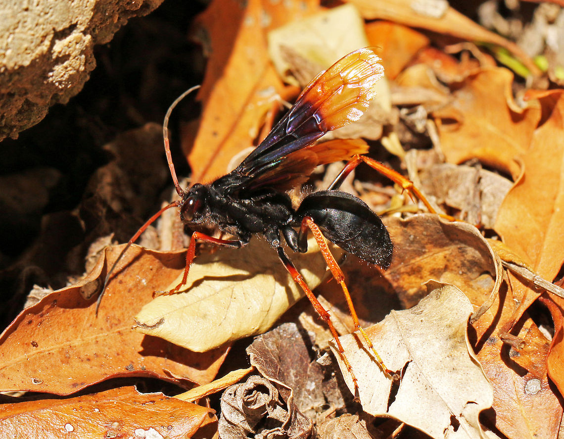 Spider Wasp This thing is huge, with a body of about 3cm long. It hunt for rain spiders which is paralyzes and drags to its nest, the wasp then lays an egg in the spiders body. The spider acts as food for the emerging youngster. Geotagged,South Africa,Summer,south africa,wasps
