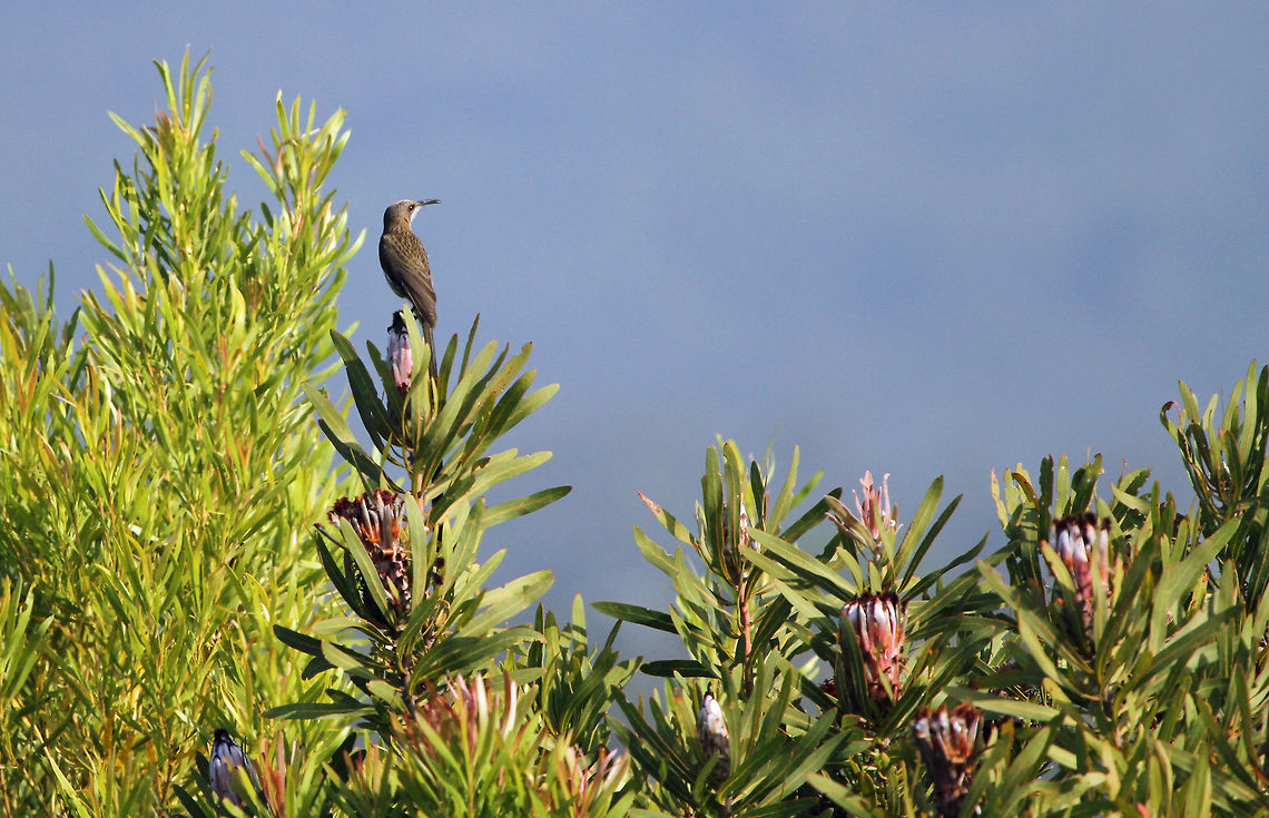 Cape Sugarbird on Protea This photo does not do the bird justice, but it does show it on one of its favourite foods, Protea.<br />
Sugarbirds are native to South Africa of which there are only two species, the Cape Sugarbird and Gurney&#039;s Sugarbird.<br />
This was a very lucky spotting whilst out for a drive this morning. Birds,Cape Sugarbird,Geotagged,Promerops cafer,South Africa,south africa