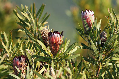 Protea or Sugarbush These stunning plants are native to South Africa Geotagged,Protea neriifolia,South Africa