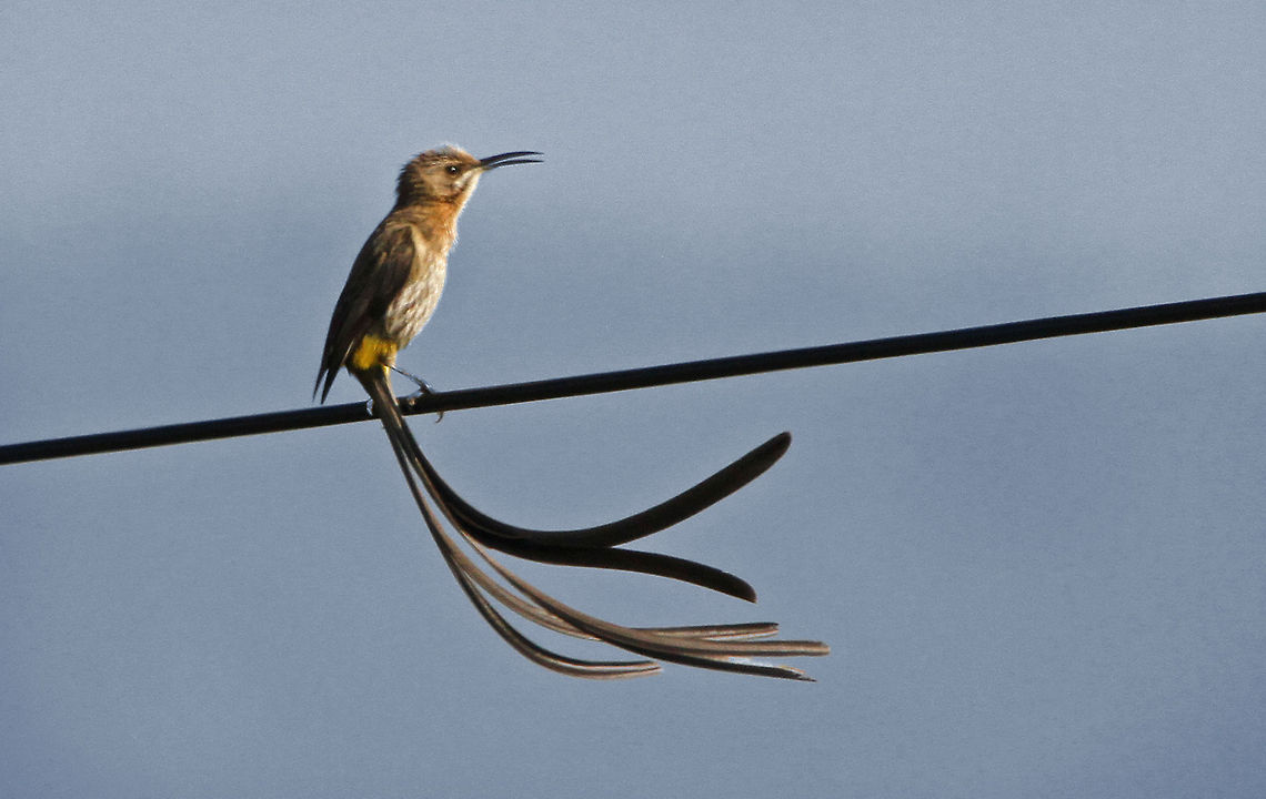 Cape Sugarbird close up Not the best quality but at least you can see the glorious tail in this photo.<br />
(Definitely need a longer lens!) Cape Sugarbird,Geotagged,Promerops cafer,South Africa