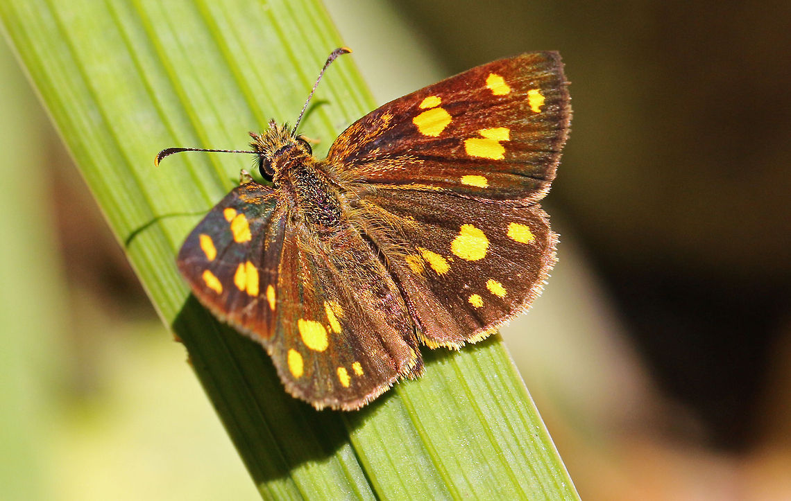 Gold Spotted Sylph  Geotagged,Gold Spotted Sylph,Metisella metis,South Africa,South African Shelduck,butterflies