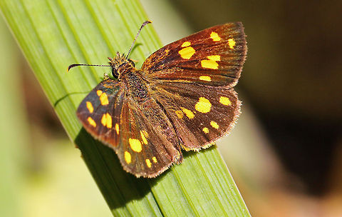 Gold Spotted Sylph  Geotagged,Gold Spotted Sylph,Metisella metis,South Africa,South African Shelduck,butterflies