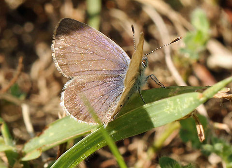 Sooty Blue side view  Dark Grass Blue,Geotagged,South Africa,Zizeeria  knysna,butterflies,south africa