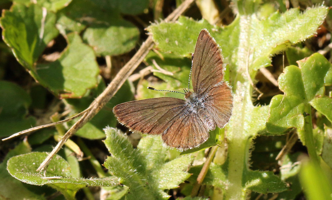 Sooty Blue This tiny little butterfly is quite common in this area Dark Grass Blue,Geotagged,South Africa,Zizeeria  knysna,butterflies,south africa