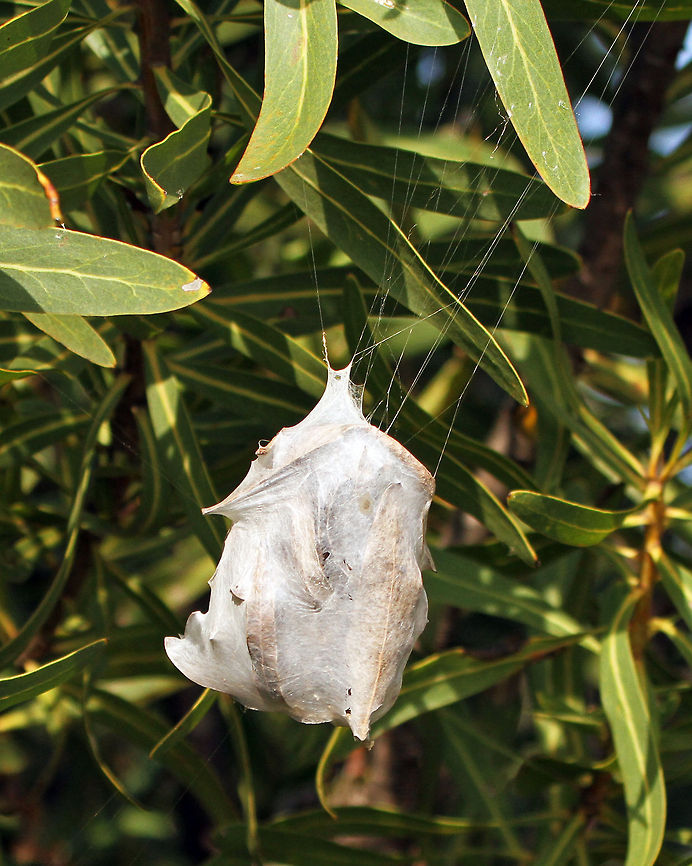 Rain Spider egg sac I didn&#039;t actually see the spider itself but there are only two rain spiders that build this kind of egg sac and the other (P. castaneus) only lives in the forest and this was found in a more scrub area typical to its species. Geotagged,Palystes superciliosus,South Africa,Summer,spiders