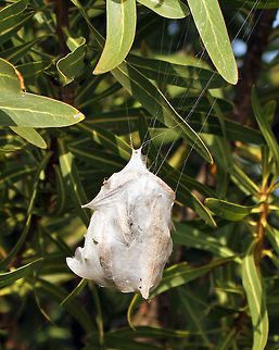 Rain Spider egg sac I didn't actually see the spider itself but there are only two rain spiders that build this kind of egg sac and the other (P. castaneus) only lives in the forest and this was found in a more scrub area typical to its species. Geotagged,Palystes superciliosus,South Africa,Summer,spiders