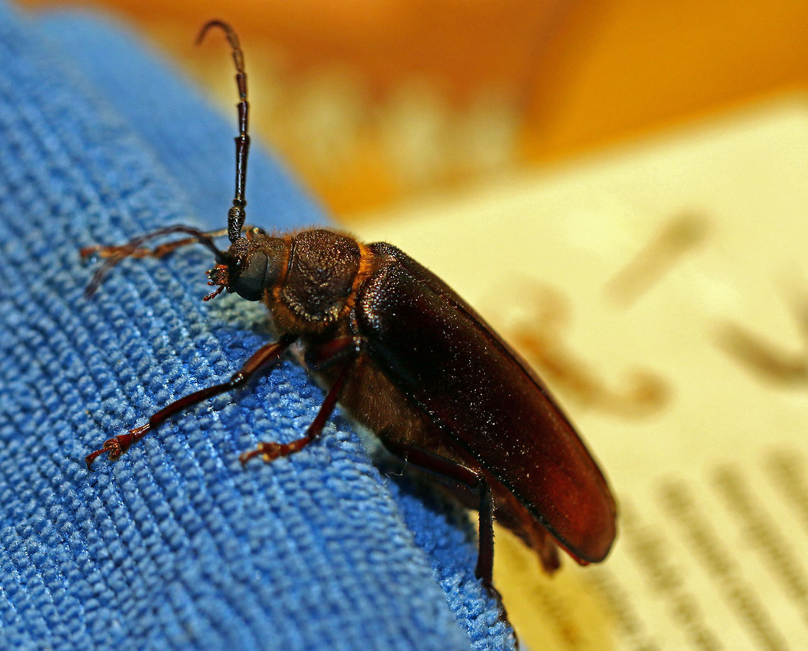 Large Brown Longhorn This huge beastie landed on my balcony last night, sorry for the unnatural blue cloth it is sitting on. I did try to move it but it bit me! it was about 6cm long. Beetles,Geotagged,Macrotoma natala,South Africa