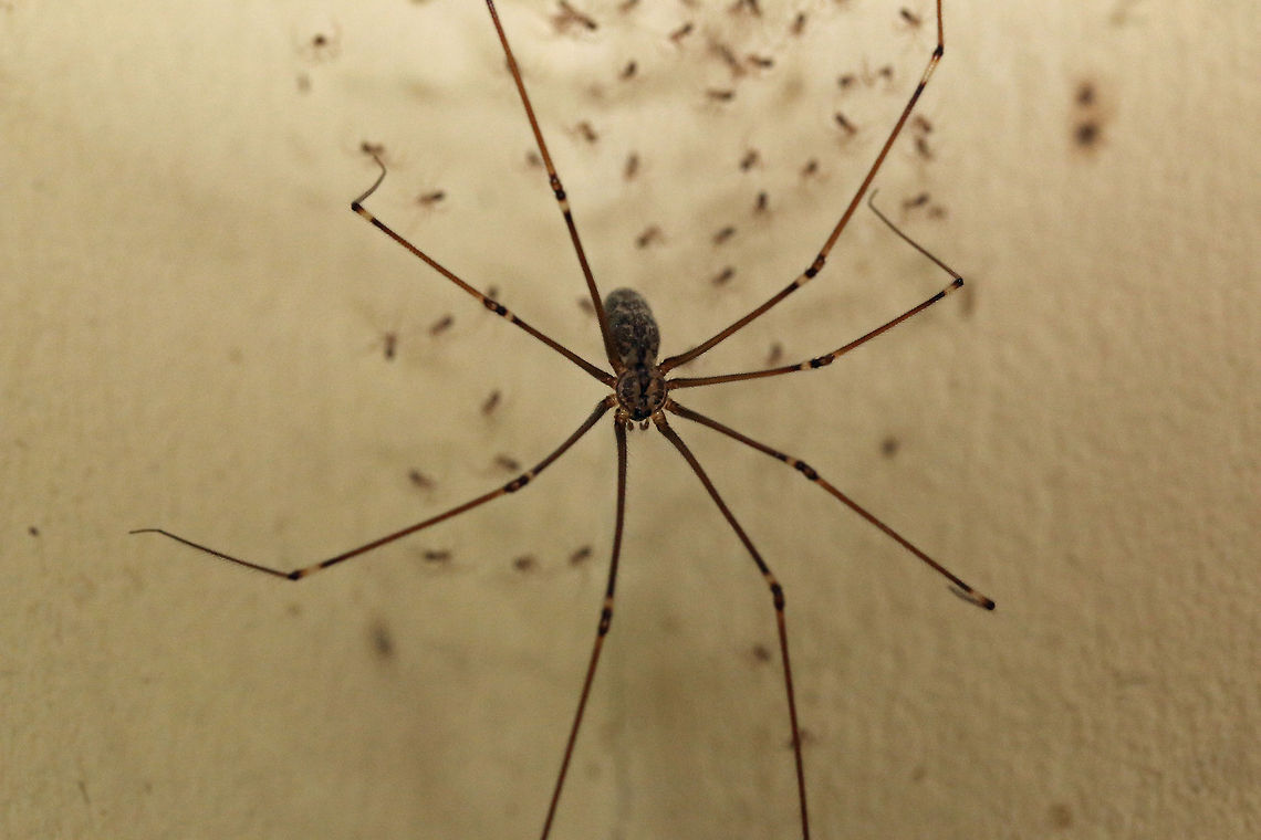 Daddy Long-legs The tiny little specs in the background are her babies!<br />
These spiders are great to have around as they eat all the other little pests like ants etc.<br />
If you touch their webs it will shake itself and the web violently so that it is difficult to see amongst its web strands, a kind of defense mechanism. Geotagged,Pale Daddy-long-leg,Smeringopus pallidus,South Africa,south africa,spiders