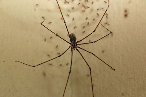 Daddy Long-legs The tiny little specs in the background are her babies!
These spiders are great to have around as they eat all the other little pests like ants etc.
If you touch their webs it will shake itself and the web violently so that it is difficult to see amongst its web strands, a kind of defense mechanism. Geotagged,Pale Daddy-long-leg,Smeringopus pallidus,South Africa,south africa,spiders