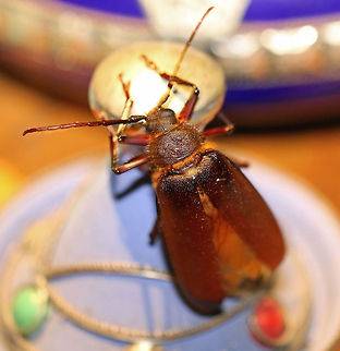 large Brown Longhorn top view Bad photo, posted for identification purposes only Geotagged,Macrotoma natala,South Africa,Summer,insects,longhorns